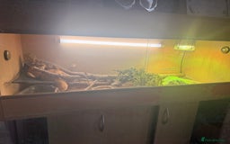 Bearded Dragon reptiles for sale: Female bearded dragon - Image 2