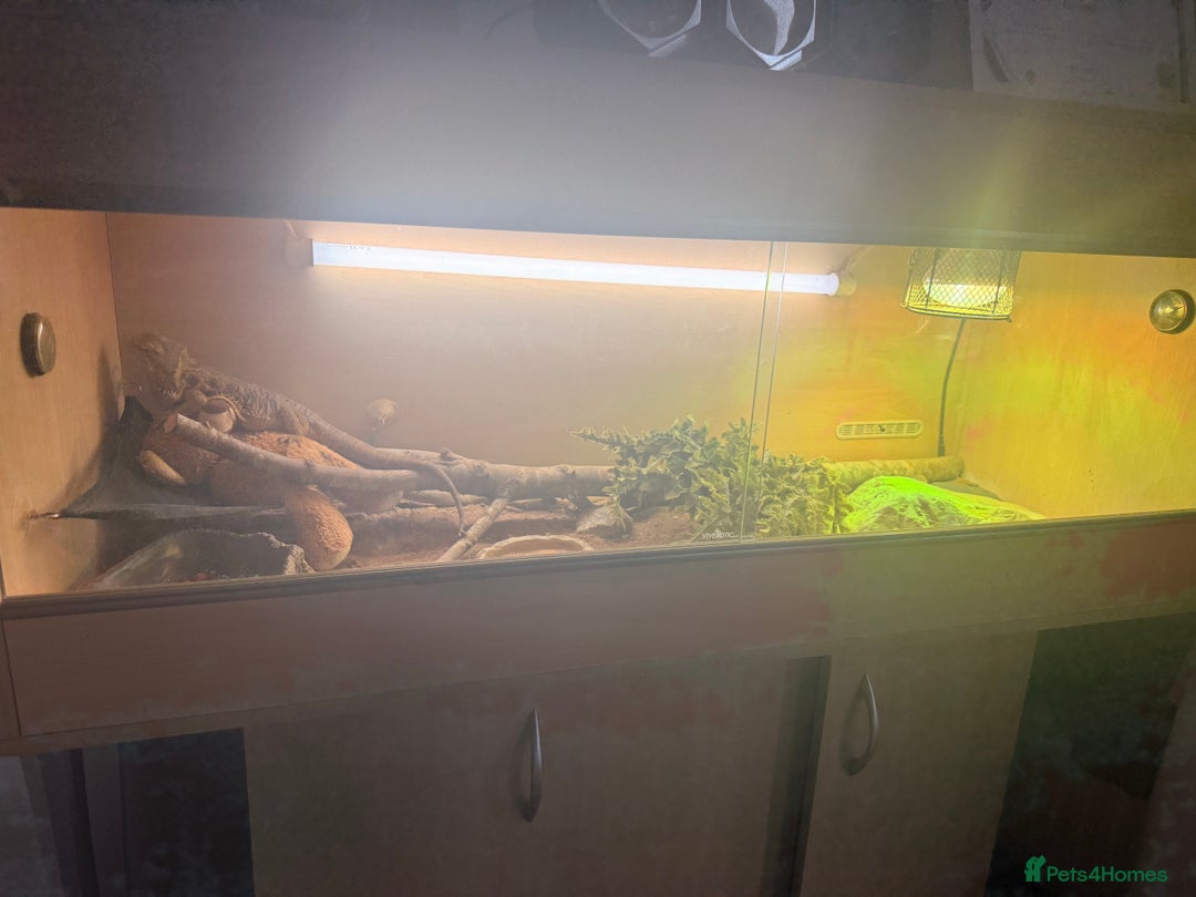Bearded Dragon reptiles for sale: Female bearded dragon - Image 2