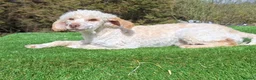 Cockapoo dogs for sale: F1 Cockapoo pups - Advert 2