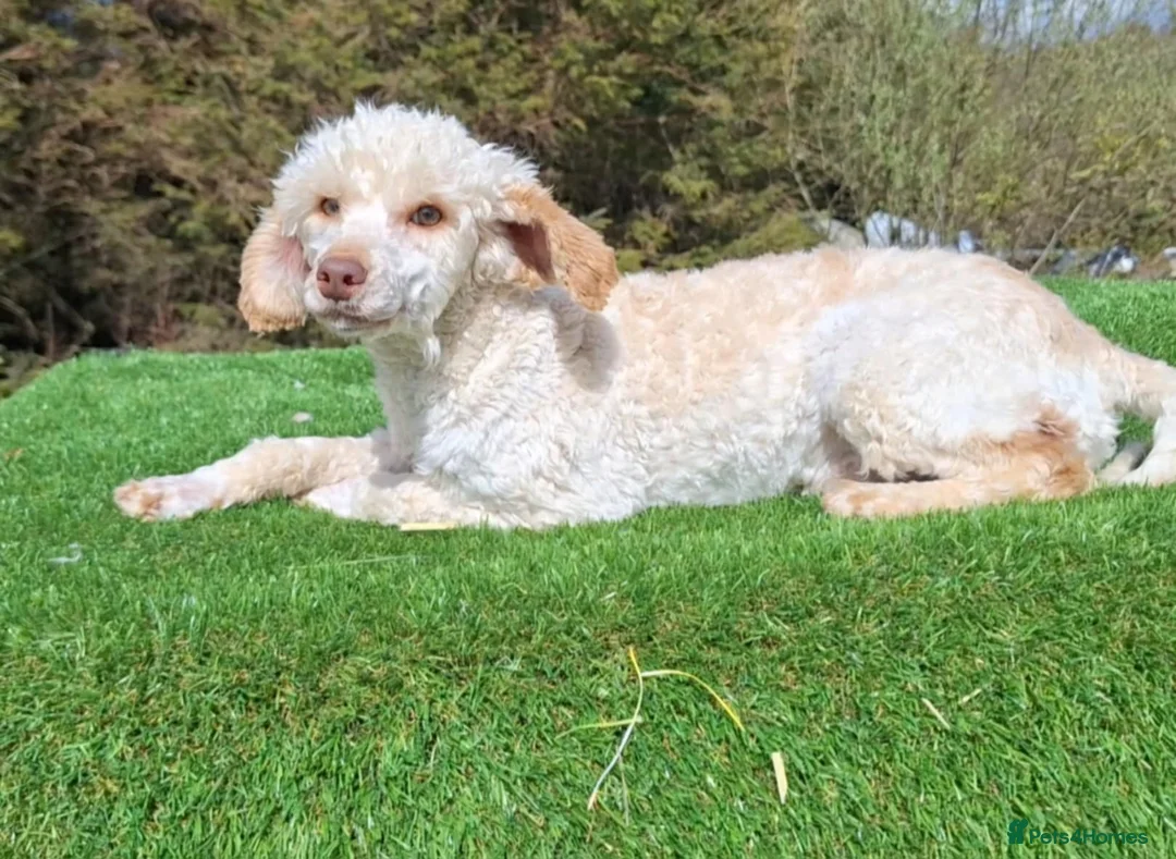 Cockapoo dogs for sale: F1 Cockapoo pups - Advert 2