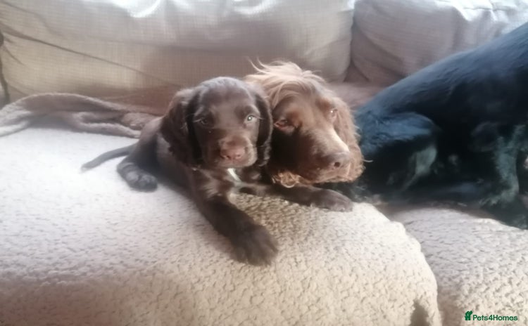 Cocker Spaniel dogs - Advert 2
