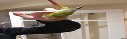 Conures birds for sale: Green cheek conure  in Lincoln - Advert 4