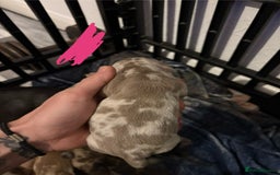 Miniature Dachshund dogs for sale: Mixed litter of beautiful miniature dachshunds  - Image 7