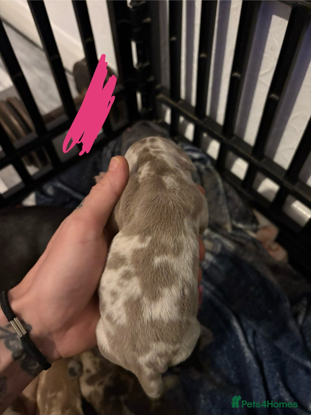 Miniature Dachshund dogs for sale: Mixed litter of beautiful miniature dachshunds  - Image 7