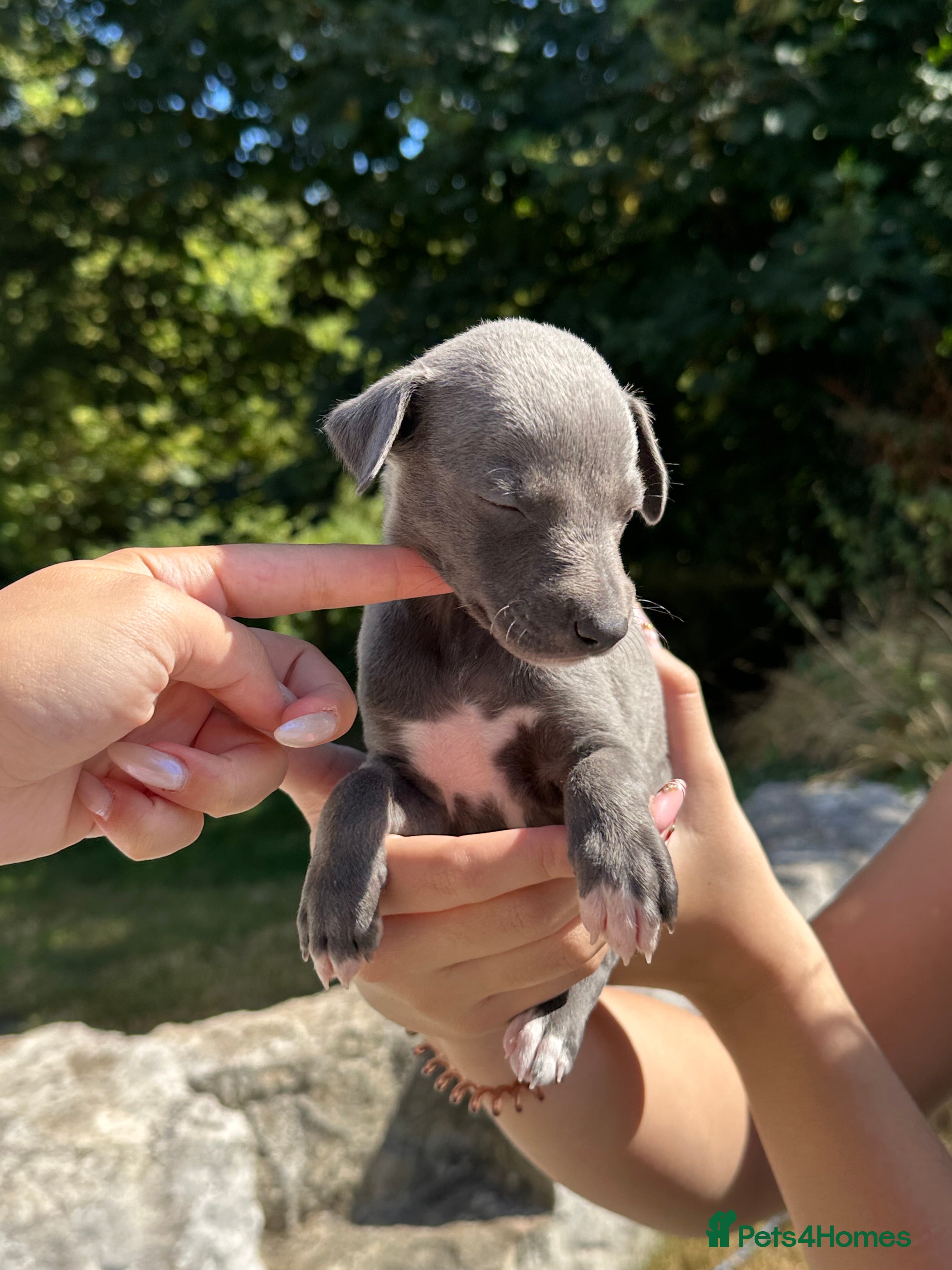 Whippet dogs 🐾 Beautiful Whippet Puppies Available 🐾 - Advert 2