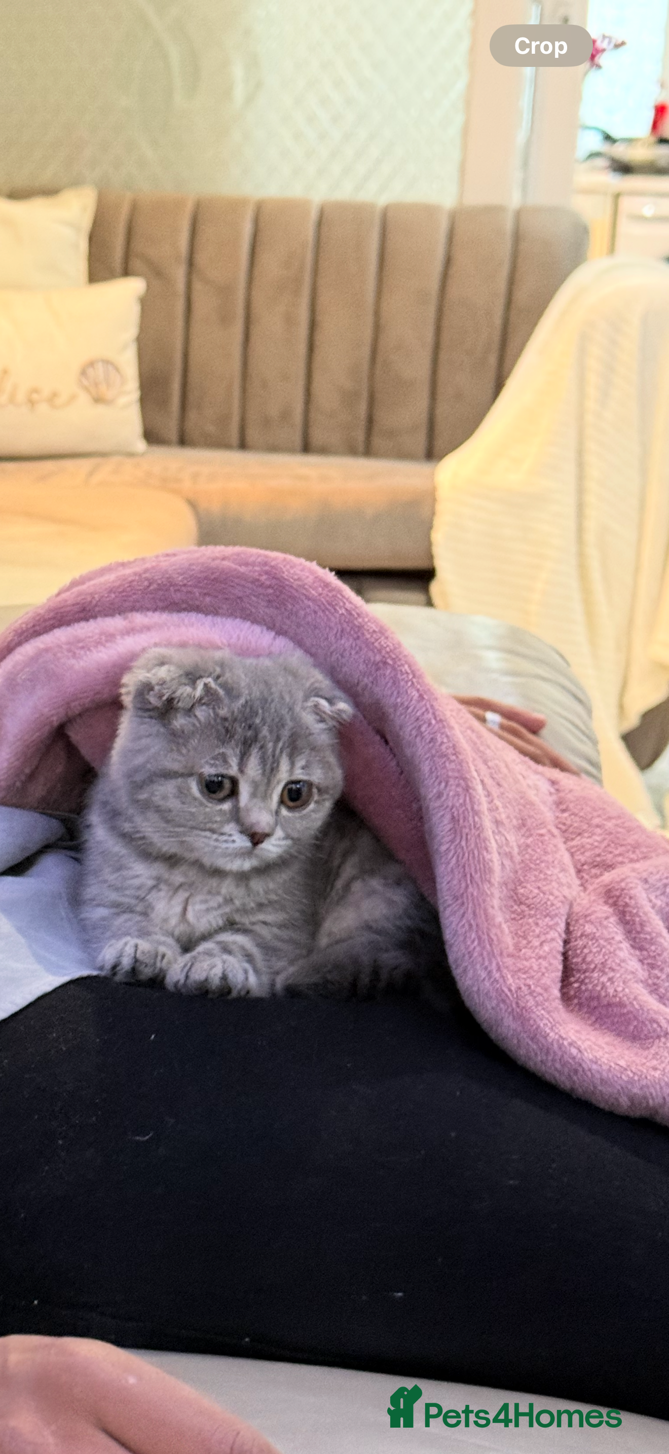 Scottish Fold cats Pearl  - Advert 2