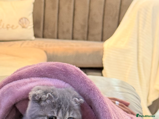Scottish Fold cats Pearl - Advert 3