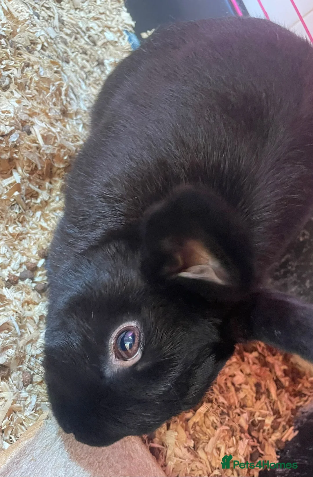 Mixed Breed rabbits for sale: Two 4-years old rabbits in London - Advert 1