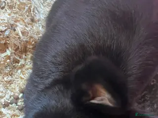 Mixed Breed rabbits Two 4-years old rabbits - Advert 8