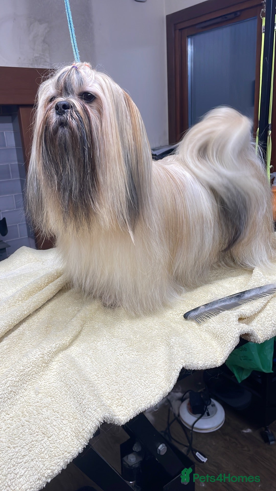 Lhasa Apso dogs for sale: Lovable Lhasa pups - Advert 5