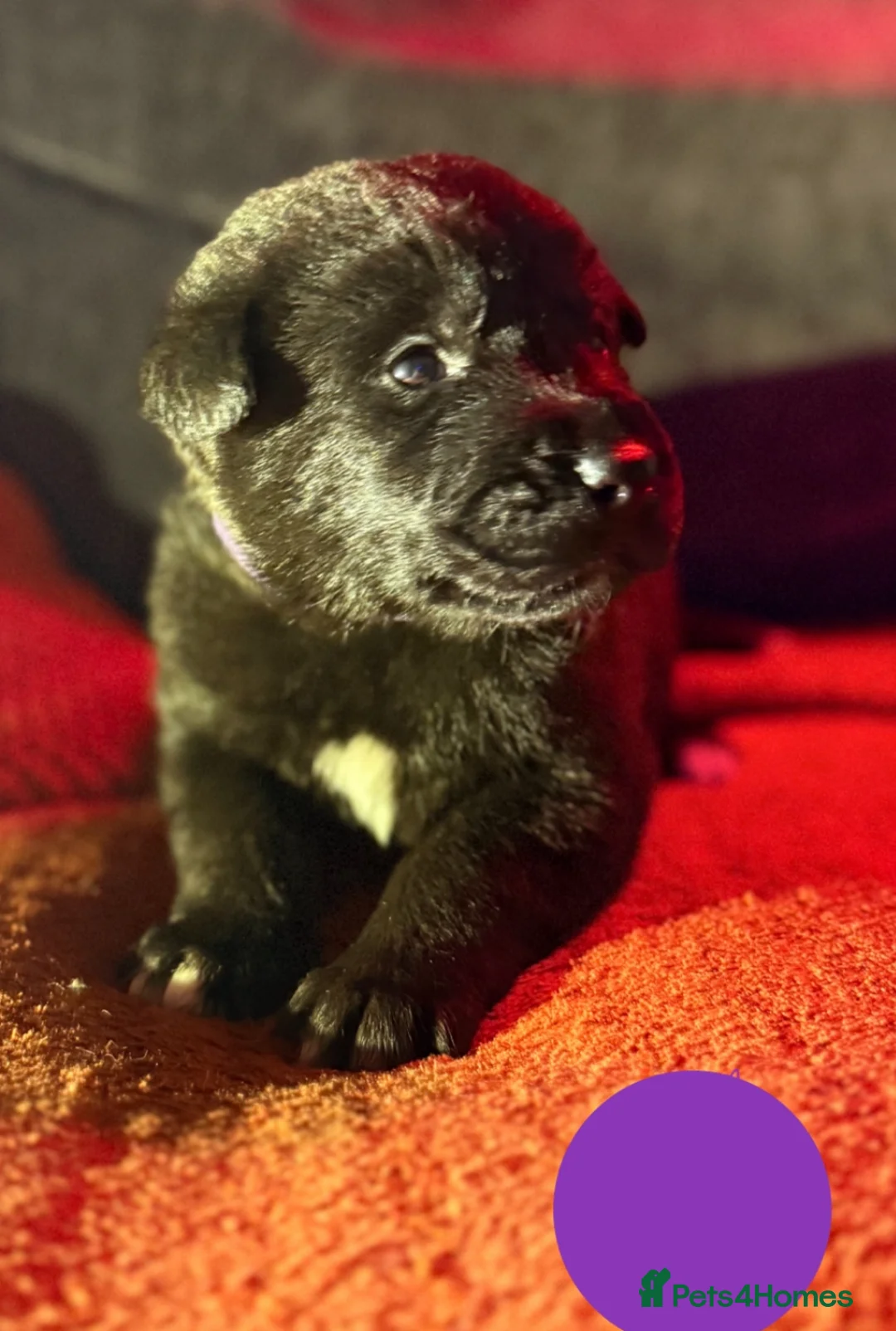 Mixed Breed dogs for sale: Labrakita - Advert 7