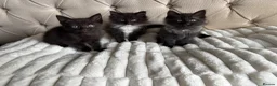 Ragdoll cats for sale: Half ragdoll kittens  - Advert 1