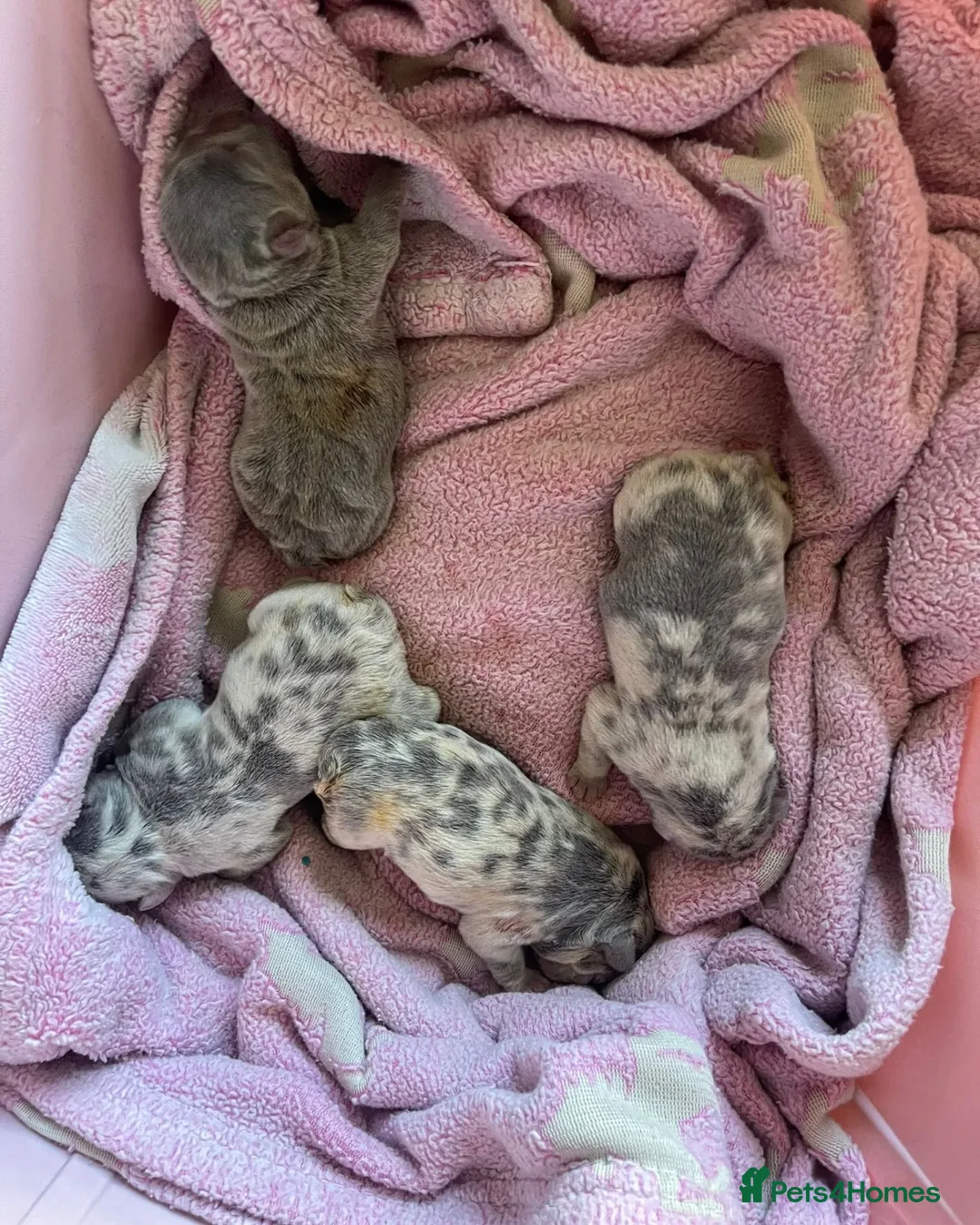 French Bulldog dogs for stud: ** RogueRoyales Zeus ** Fully Suited Lilac Merle  in Wolverhampton - Advert 15