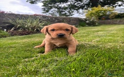 Labrador Retriever dogs for sale: Stunning, KC registered, Fox Red Labrador puppies. - Image 15