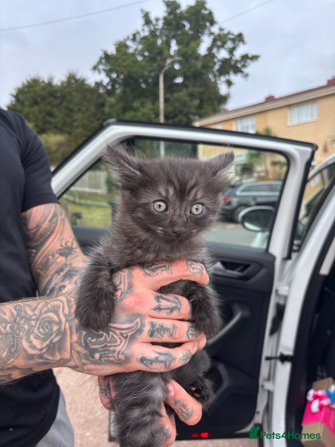 Maine Coon cats for sale: Ready tomorrow mixed breed kitten - Image 6