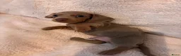Miniature Dachshund dogs for sale: KC Registered Mini Dachunds Blues and Isabelle’s - Advert 11