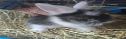 Lionhead rabbits for sale: Beautiful baby lionhead bunnies - Advert 2