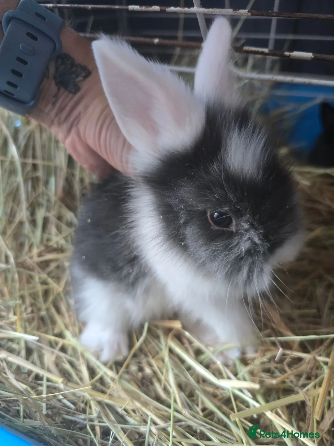 Lionhead rabbits for sale: Beautiful baby lionhead bunnies - Advert 2