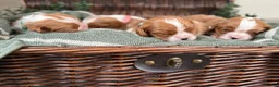 Cavalier King Charles Spaniel dogs for sale: CLEAR HEALTH TESTED cavalier King Charles pups - Advert 10