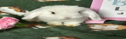 Mini Lop rabbits for sale: Beautiful Baby Mini Lops Ready now  - Advert 7