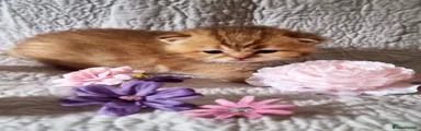 British Shorthair Kitten 4