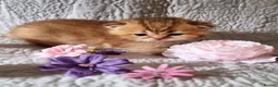 British Shorthair cats for sale: 💖GOLDEN, TABBY, COLOURPOINT BSH KITTENS💖 - Advert 20
