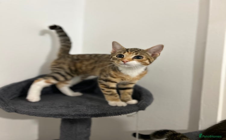Domestic Shorthair cats - Advert 2