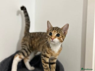 Domestic Shorthair cats - Advert 26