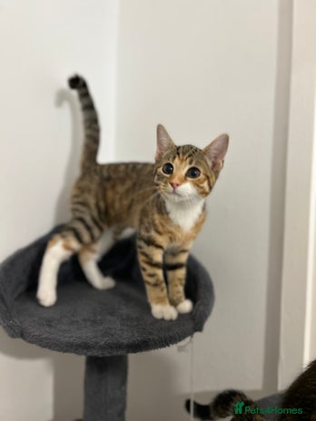 Domestic Shorthair cats - Advert 18