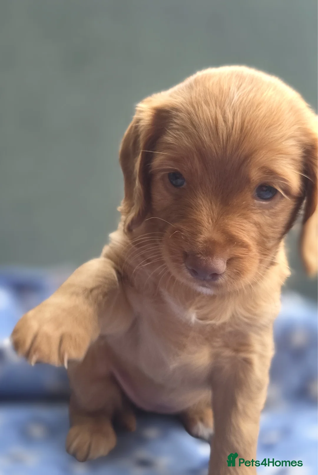 Cockapoo dogs for sale: F1B Toy cockapoo puppies in North East - Advert 41