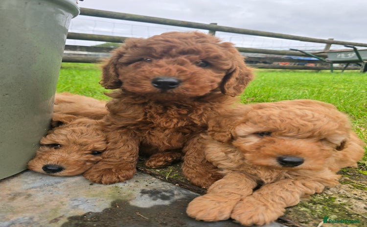 Miniature Poodle dogs - Advert 10