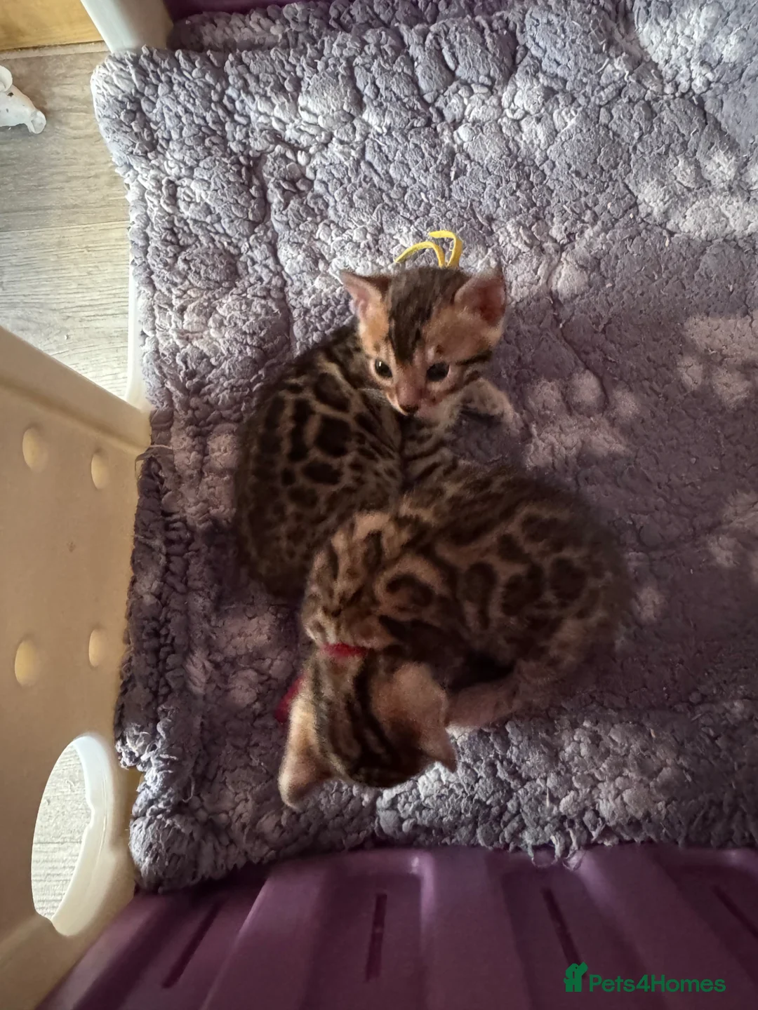 Bengal cats for sale: TICA Reg Bengal Kittens - Advert 10