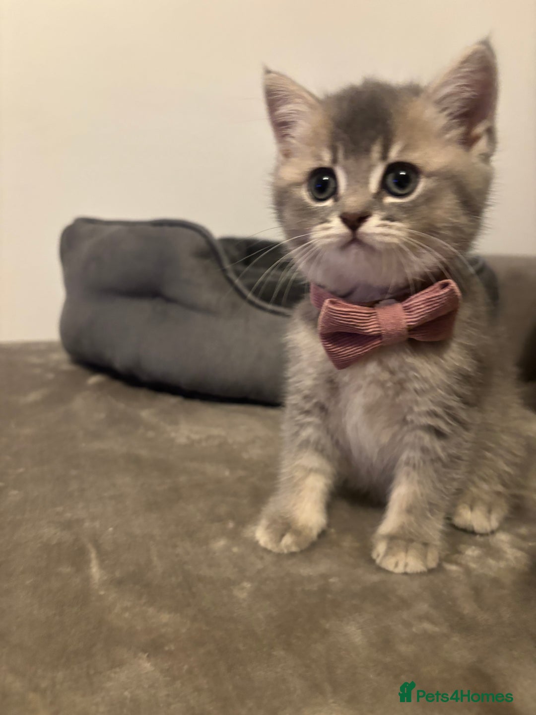 British Shorthair cats for sale: 4 British shorthair kittens available  - Advert 12