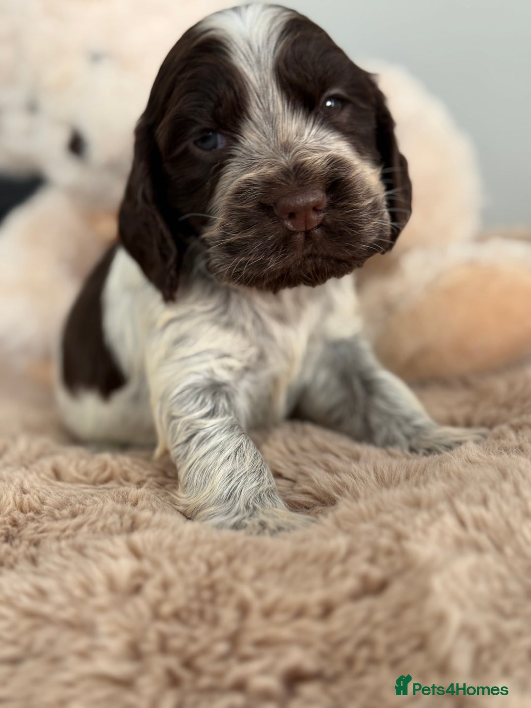 Cocker Spaniel dogs for sale: Show type cocker spaniels  - Image 14
