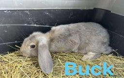 French Lop rabbits for sale: French x Mini Lop Bucks - Image 4