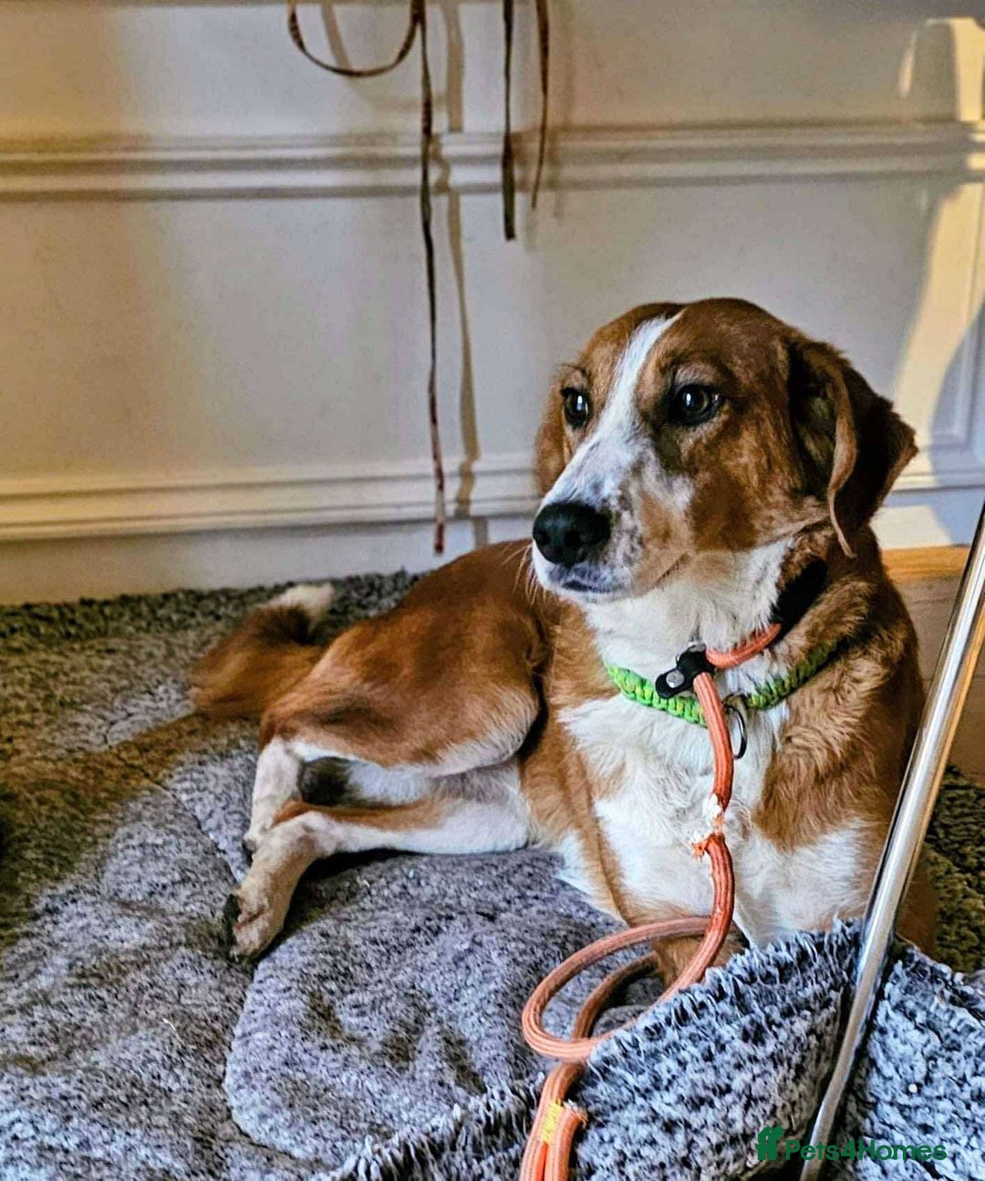 Mixed Breed dogs for adoption: 🚨 URGENT HOME NEEDED – GOLDIE 🚨 - Image 4