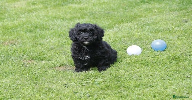 Cavapoochon dogs - Advert 13