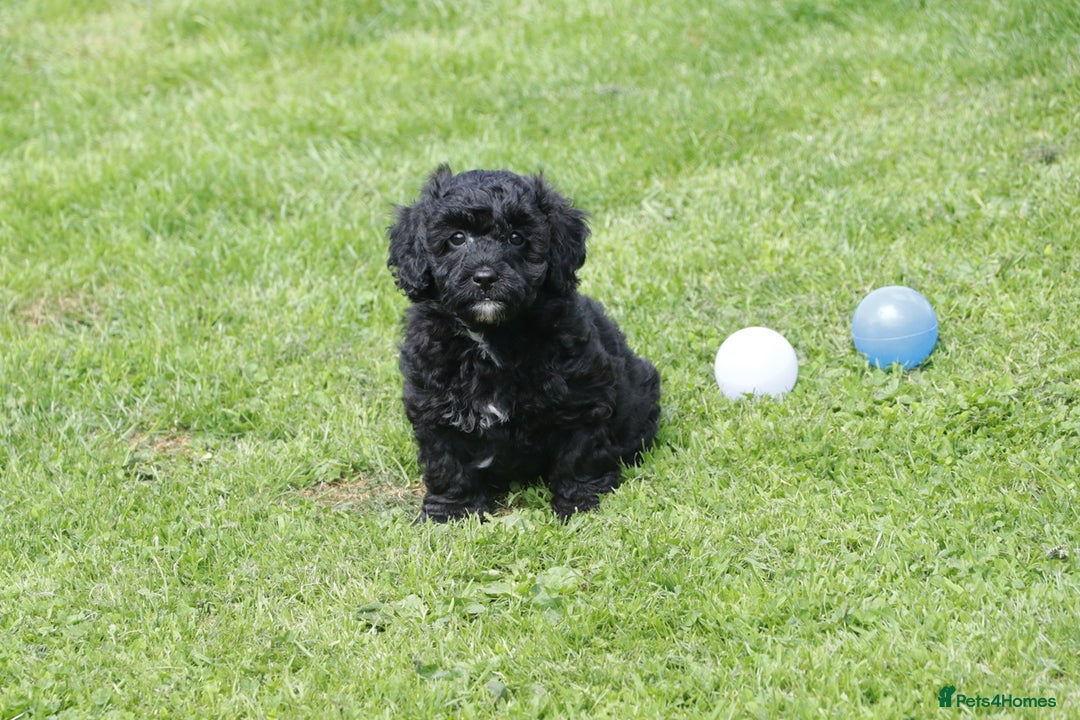 Cavapoochon dogs for sale: Cavapoochon puppies for sale - Image 3
