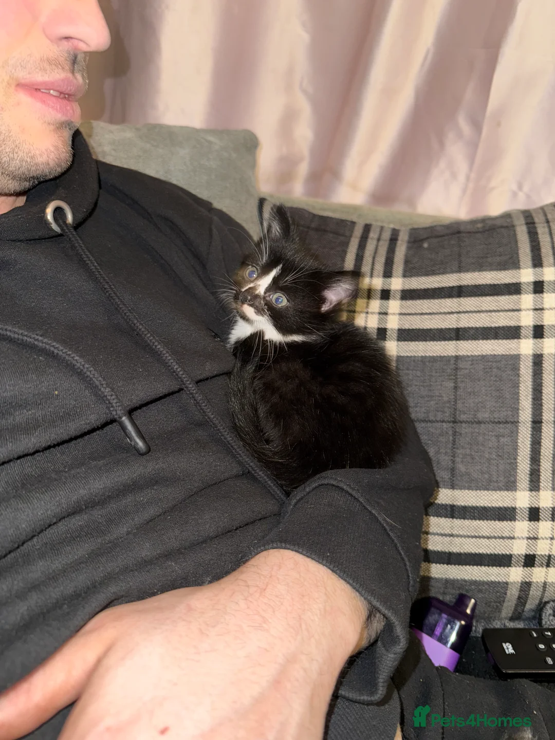 Mixed Breed cats for sale: Beautiful kitten ready for new home - Advert 3