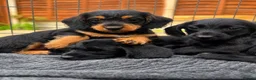 Doxiepoo dogs for sale: Beautifully bread Doxiepoos  - Advert 2