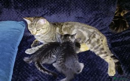 Domestic Shorthair cats for sale: Three female Domestic Shorthair - Image 11