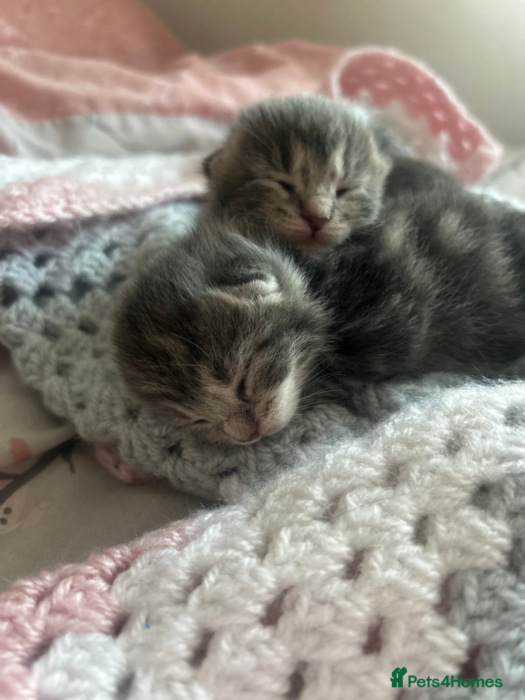 Mixed Breed cats for sale: 2 gorgeous grey kittens - Image 6