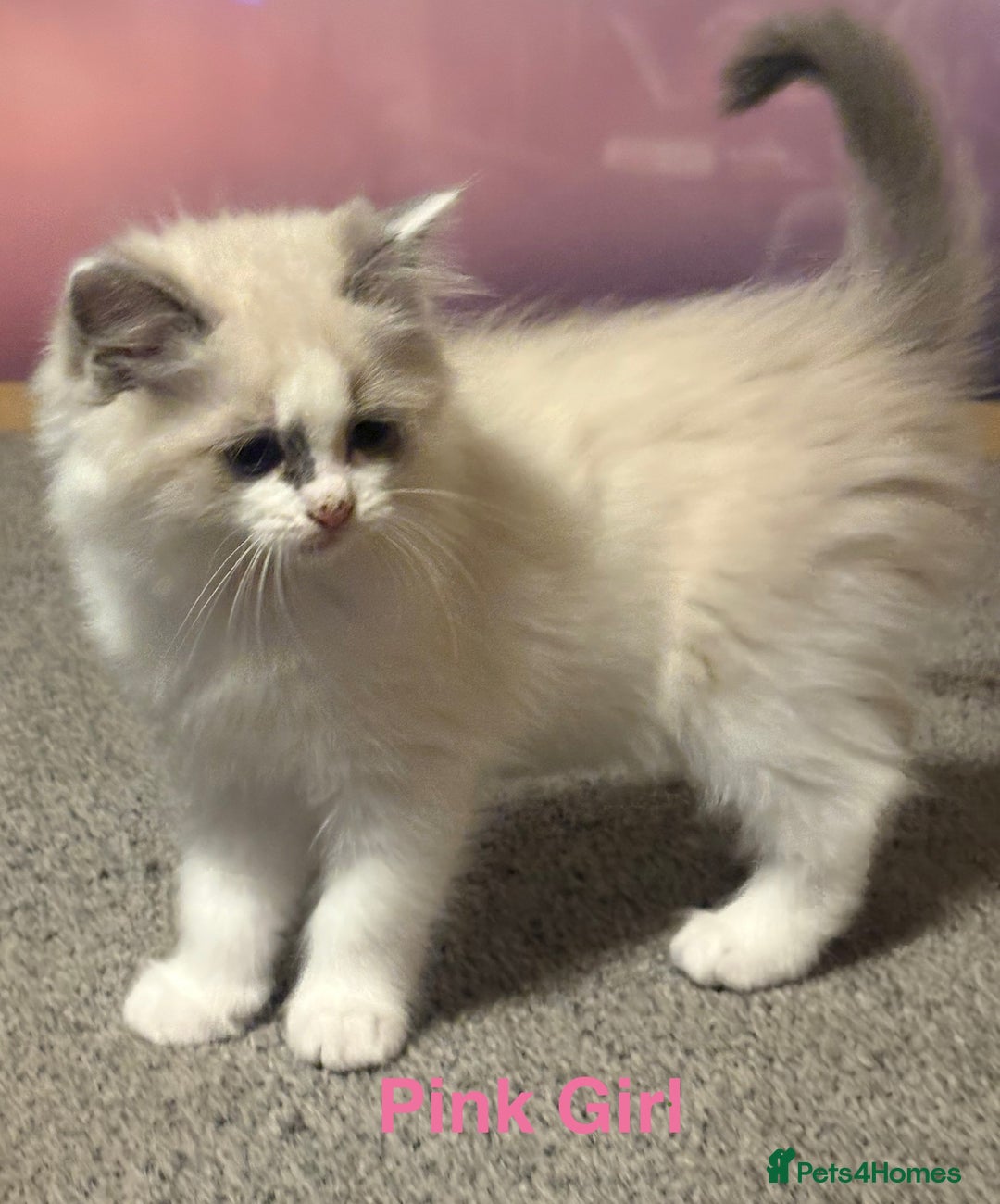 Ragdoll cats for sale: Ragdolls kittens- - Advert 13