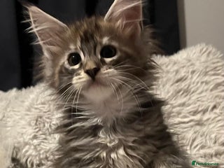 Maine Coon cats Ready now !!Maine coon kittens full papers - Advert 17