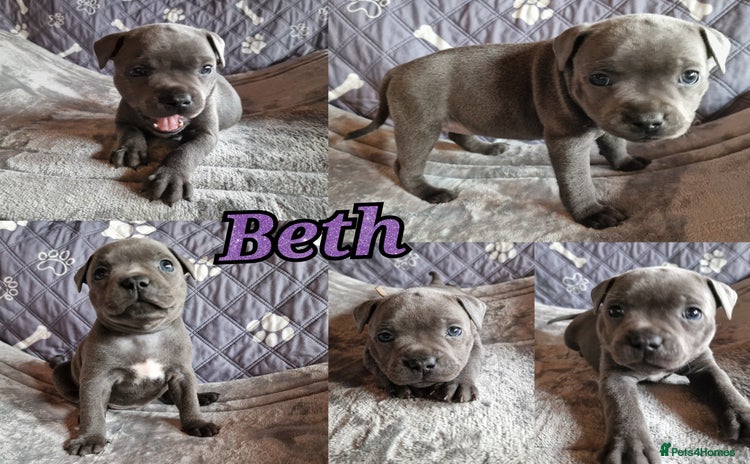 Staffordshire Bull Terrier dogs - Advert 7