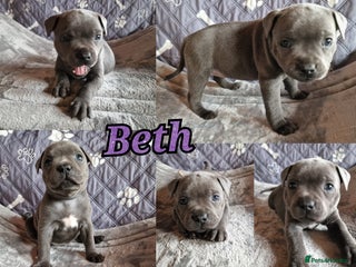 Staffordshire Bull Terrier dogs - Advert 3