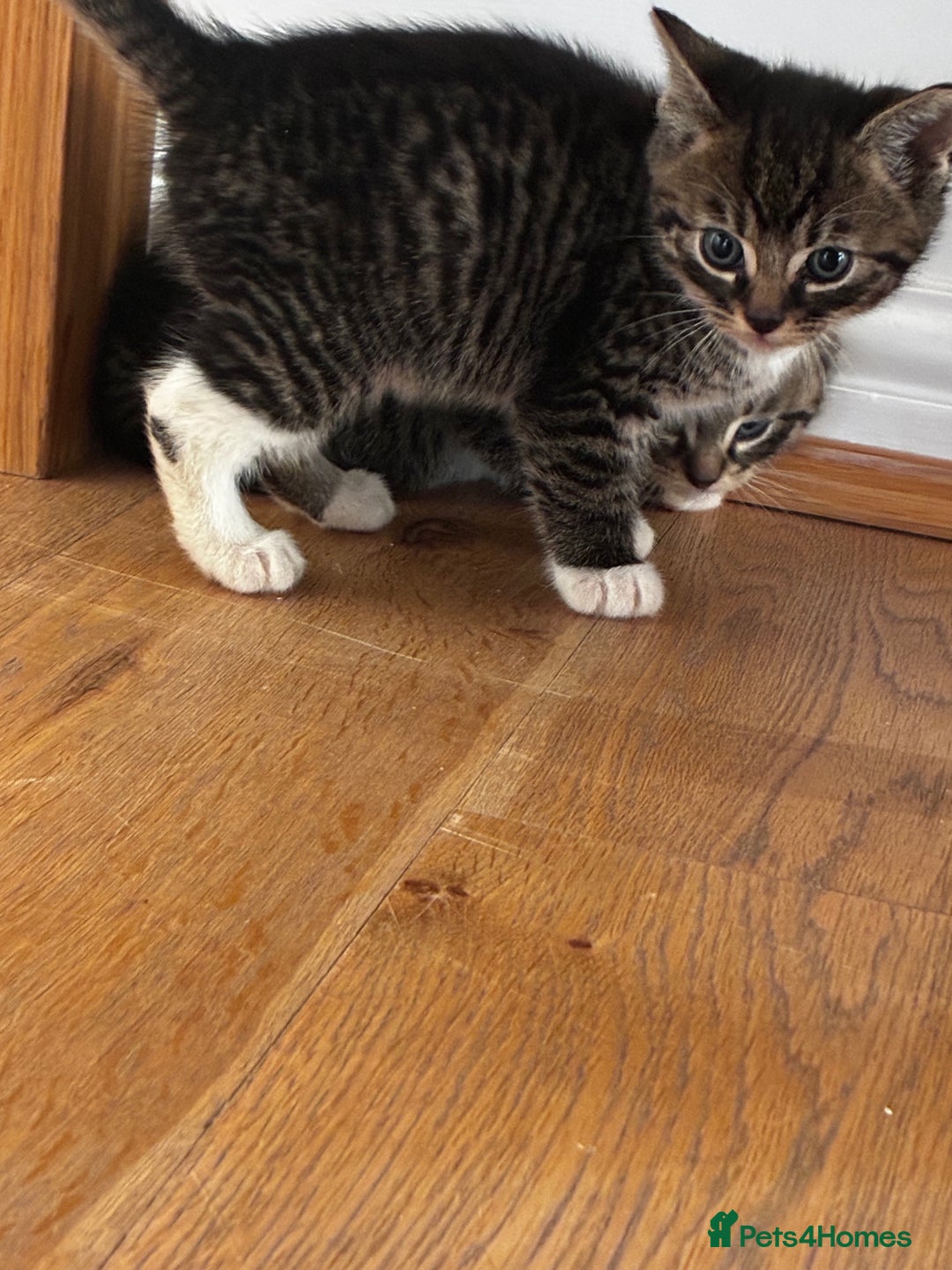 Mixed Breed cats for sale: 4 male kittens  - Advert 4