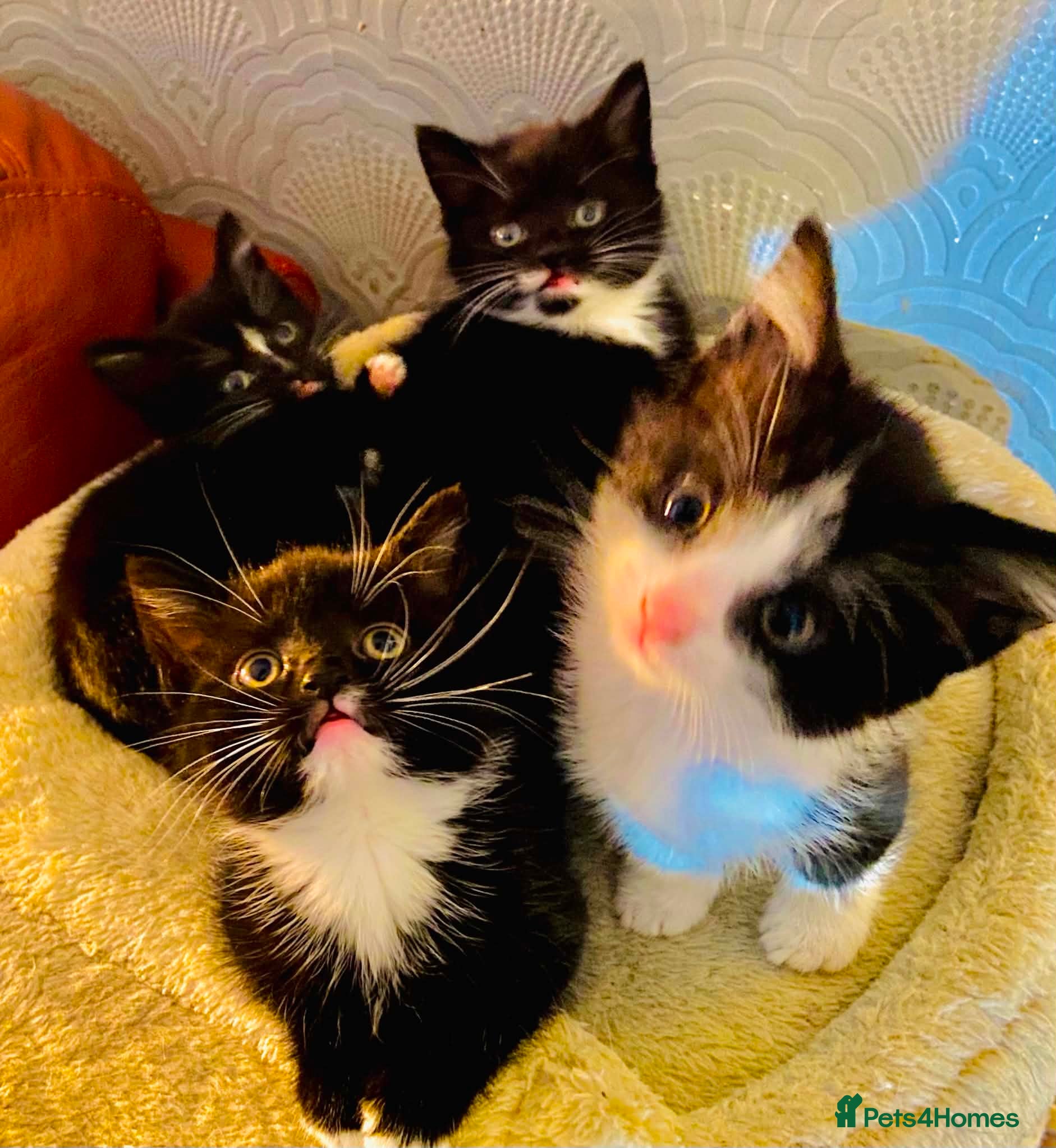 Mixed Breed cats Lovely fluffly black and white kittens  - Advert 10