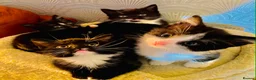 Mixed Breed cats for sale: Lovely fluffly black and white kittens  - Advert 1