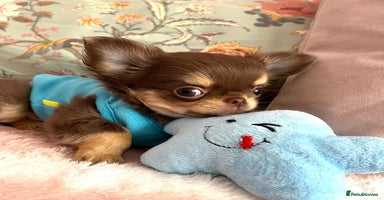 Chihuahua dogs - Advert 8